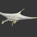 Elegant White Manta Ray Gliding Smoothly On Dark Background With Reflection