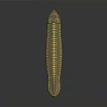 Golden Yellow Millipede With Elongated Segmented Body On Dark Gradient Background