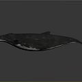 Realistic 3D Whale Model with Detailed Body Fins and Dark Background
