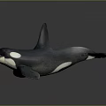 Realistic Black And White Orca Marine Animal With Open Mouth And Dorsal Fin