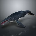 Dark Colored Whale 3D Model With Open Mouth On Gray Gradient Background