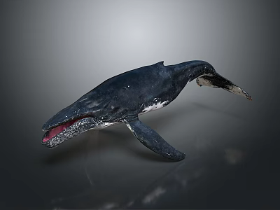 Dark Colored Whale 3D Model With Open Mouth On Gray Gradient Background 3d model