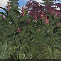 Colorful Garden Shrubs With Pink Flowers Green Leaves Purple Foliage And Ferns In Lush Landscape