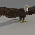 Majestic Flying Animal Eagle Standing With Spread Wings White Head Yellow Beak And Claws