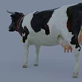 Black and White Farm Cow Standing With Red Collar And Bell