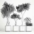 Elegant Garden Ornamental Plants With Multi Stemmed Leafy Trees White Planters And Grassy Foliage