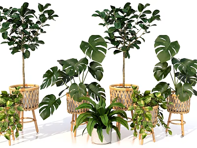 Bonsai and Potted Plants Indoor Decor With Monstera Greenery And Wicker Planters On Wooden Stands 3d model