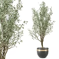 Lush Green Potted Plants in Decorative Gold Trim and Gray Base Pots for Indoor Decor