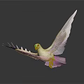 White Dove With Spread Wings Standing On Black Surface Showing Reflection 3d model