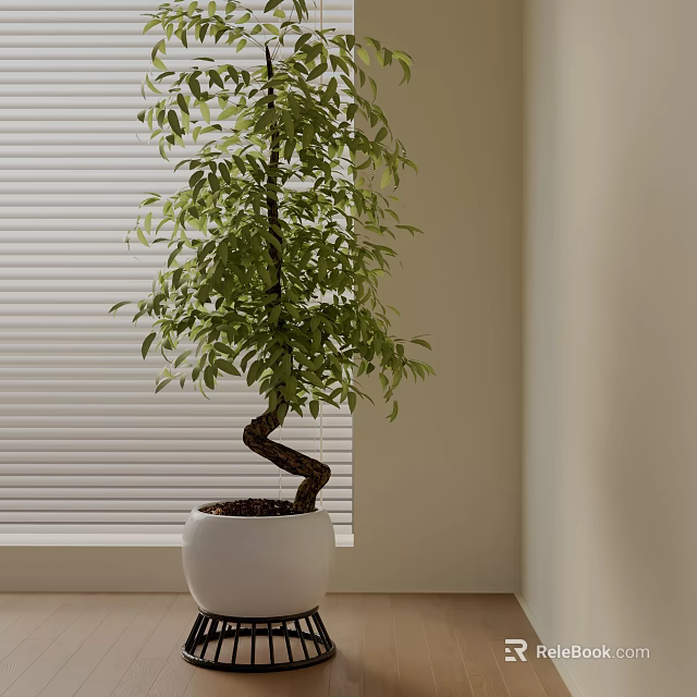 Indoor Bonsai Plant With Curved Trunk In White Pot And Lush Green Leaves 3d model 