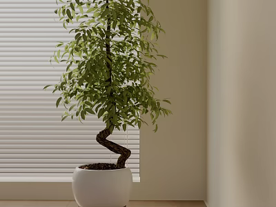 Indoor Bonsai Plant With Curved Trunk In White Pot And Lush Green Leaves 3d model