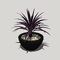 Bonsai Potted Plant with Purple Leaves in Black Pot and Small Stones