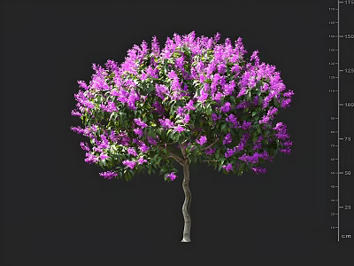 Vibrant Purple Flowering Tree With Lush Blooming Blossoms And Green Foliage 3d model