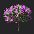Vibrant Purple Flowering Tree With Lush Blooming Blossoms And Green Foliage