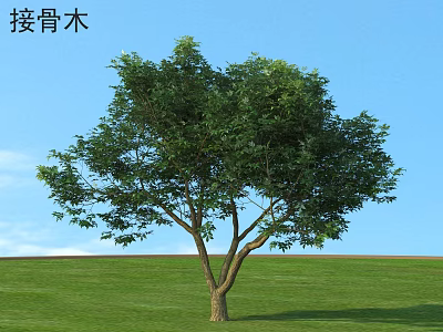 Elderberry Bush With Lush Green Leaves Growing On Green Grass Under Blue Sky 3d model