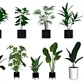 Diverse Bonsai Potted Plants With Various Leaf Shapes And Black White Pots