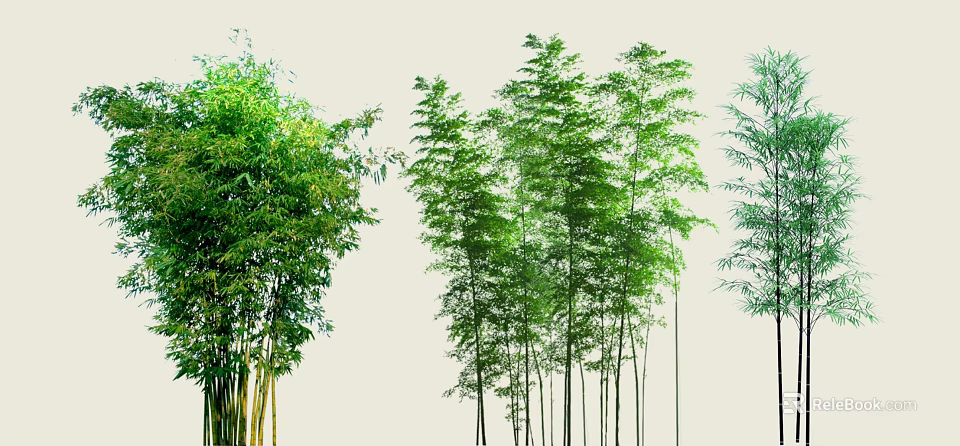 Various Types Of Bamboo With Green Leaves And Tall Stems In Natural Setting 3d model 