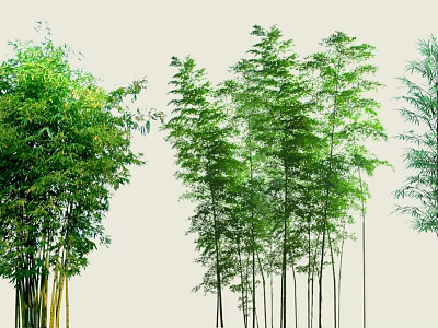 Various Types Of Bamboo With Green Leaves And Tall Stems In Natural Setting 3d model