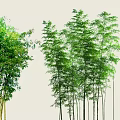 Various Types Of Bamboo With Green Leaves And Tall Stems In Natural Setting