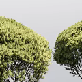 Lush Arbor Trees Featuring Dense Green Foliage And Umbrella Shaped Crown