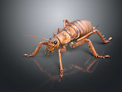 Large Brown Cricket 3D Model With Detailed Exoskeleton Long Antennae And Multiple Legs 3d model