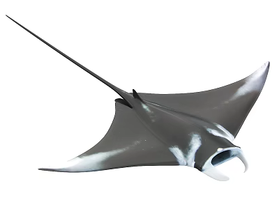 Black And White Manta Ray With Flat Body And Long Tail Swimming In Ocean 3d model