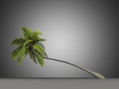 Palm Tree With Curved Trunk And Green Fronds Against Gray Background 3d model