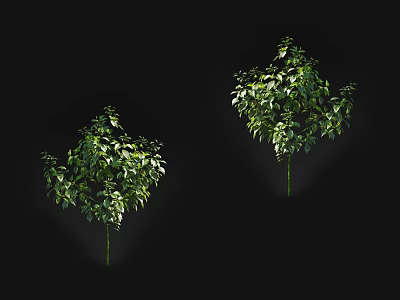 Two Arbor Trees With Lush Green Foliage Isolated On Black Background 3d model