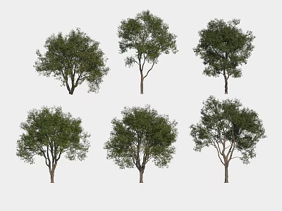 Various Green Leafy Arbor Trees In Different Forms Isolated On White Background 3d model
