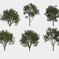 Various Green Leafy Arbor Trees In Different Forms Isolated On White Background 3d model