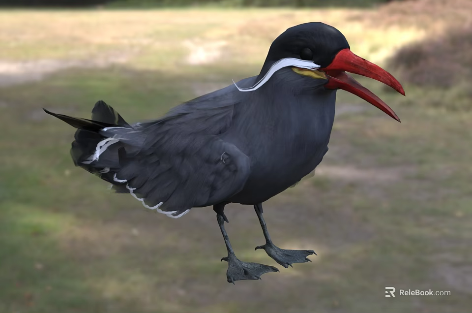 Black Feathered Seabird With Red Beak And White Eye Stripe Standing On Grassland 3d model 