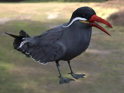 Black Feathered Seabird With Red Beak And White Eye Stripe Standing On Grassland 3d model