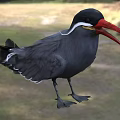 Black Feathered Seabird With Red Beak And White Eye Stripe Standing On Grassland
