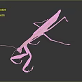 Green and Orange Flying Praying Mantis Standing With Long Slender Legs And Reflection