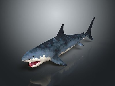 shark great white shark whale shark hammerhead shark tiger head shark man-eating shark blue shark coral red coral white coral 3d model