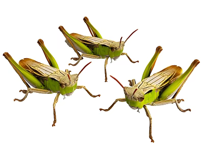 Three Green Brown Grasshoppers With Long Legs And Antennae 3d model