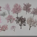 Pink Flowering Trees Collection with Vibrant Blossoms and Diverse Sizes 3d model