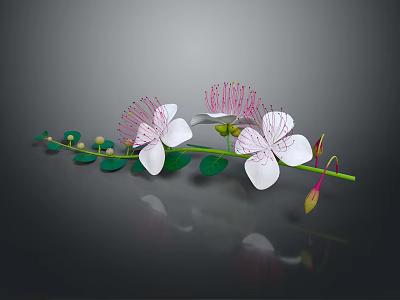 White Flowers With Pink Stamens And Green Leaves On Branch Against Dark Background With Reflection 3d model