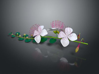 Modern Flower Tapered Flower model