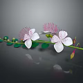 White Flowers With Pink Stamens And Green Leaves On Branch Against Dark Background With Reflection