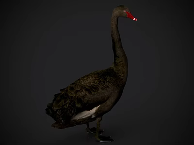 Black Swan With Red Beak Standing On Dark Background Black Feathers 3d model