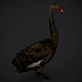 Black Swan With Red Beak Standing On Dark Background Black Feathers