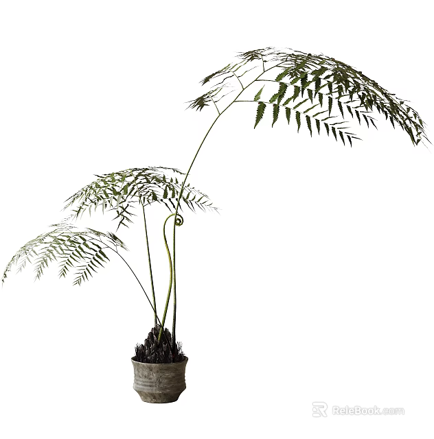 Potted Bonsai Fern Plant With Slender Stems And Feathery Fronds In Terracotta Pot 3d model 
