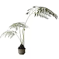 Potted Bonsai Fern Plant With Slender Stems And Feathery Fronds In Terracotta Pot