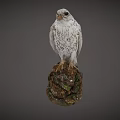 Alert White Speckled Falcon Standing on Mossy Rock with Sharp Beak and Claws