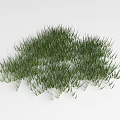 Lush Green Grass With Fresh Blades Growing In Neat Cluster Against White Background