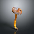 Vibrant Brown and Yellow Capped Mushroom Plant with Yellow Stem on Dark Background