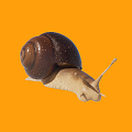 Modern Snail Snail II 3d model