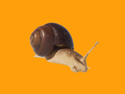 Reptile Snail With Brown Shell And White Body On Orange Background 3d model