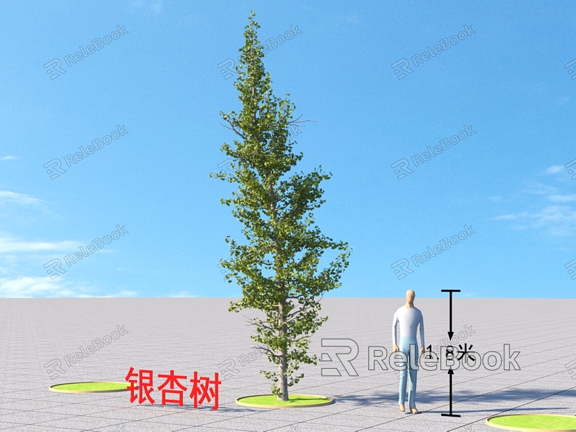 Ginkgo Tree Plants model